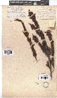 Erica sacciflora image