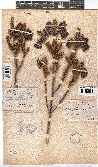 Erica foliacea image