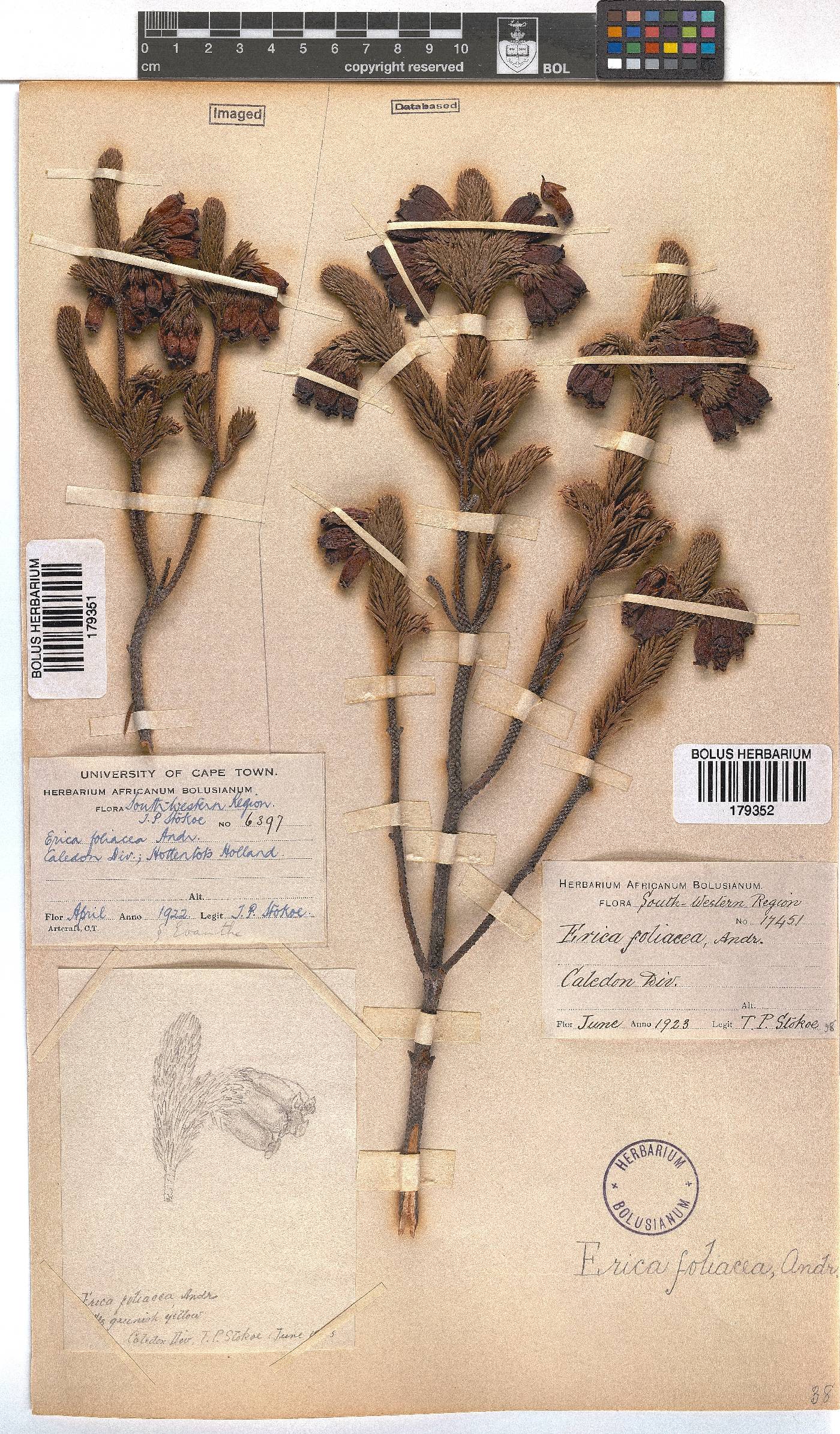 Erica foliacea image