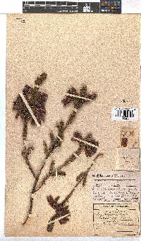 Erica foliacea image