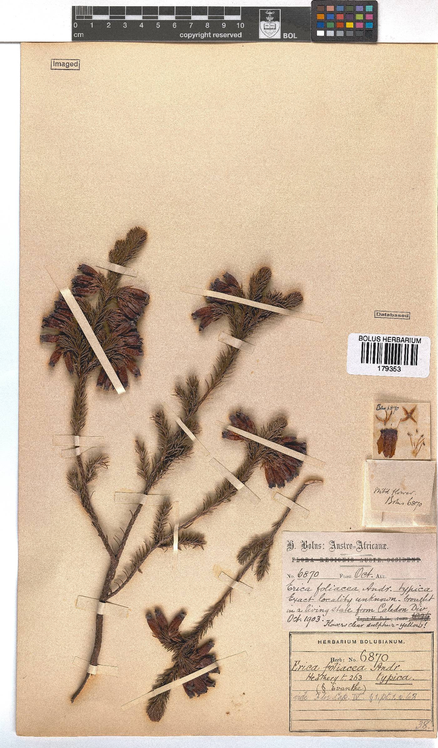Erica foliacea image