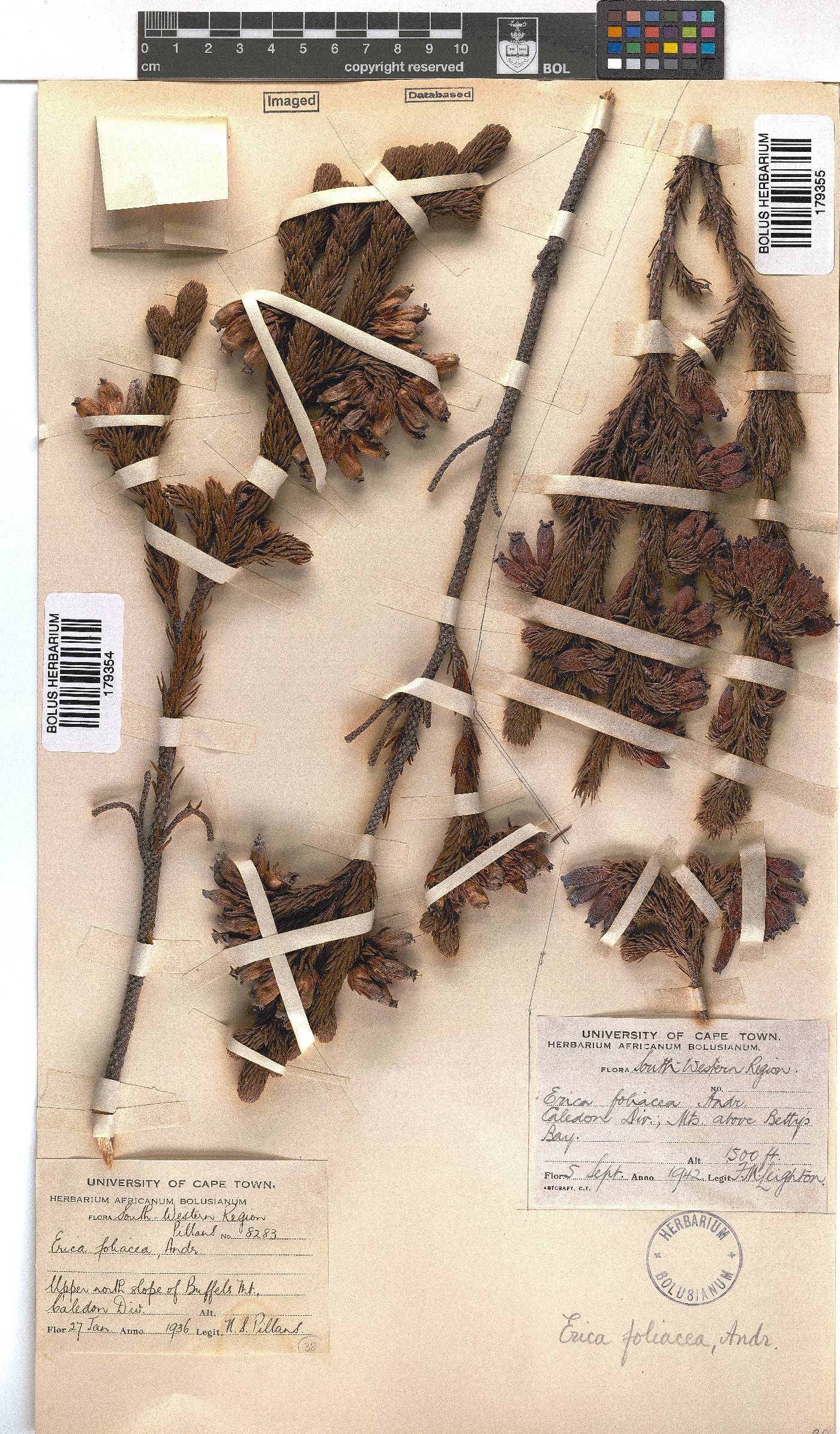 Erica foliacea image