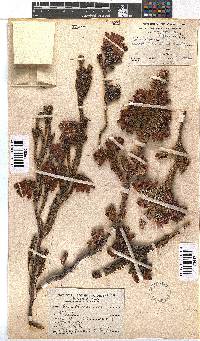 Erica foliacea image