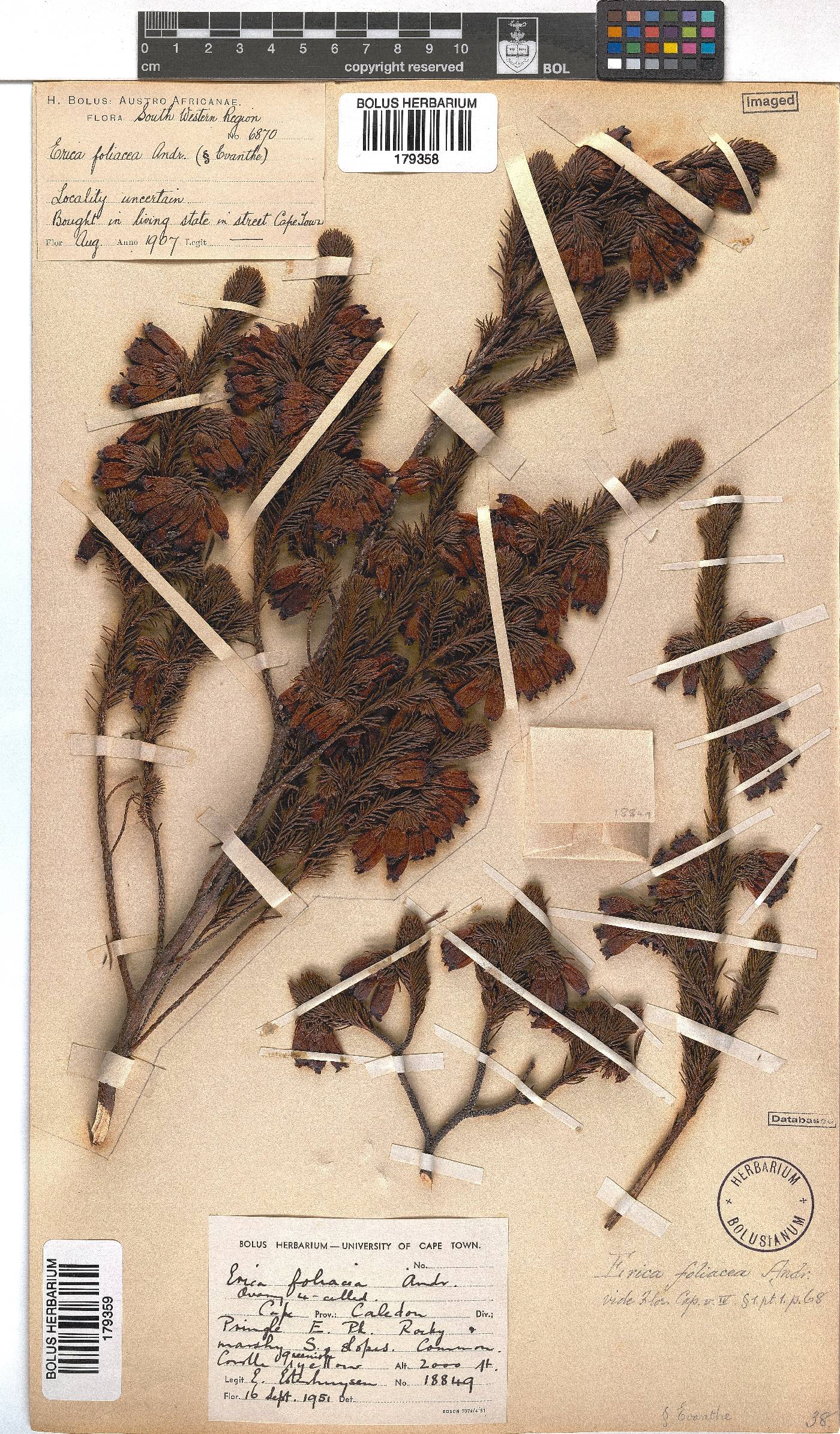 Erica foliacea image