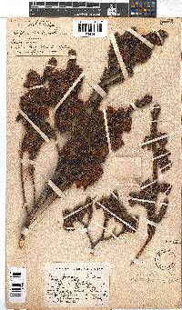 Erica foliacea image