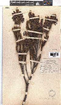 Erica foliacea image