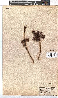 Erica foliacea image