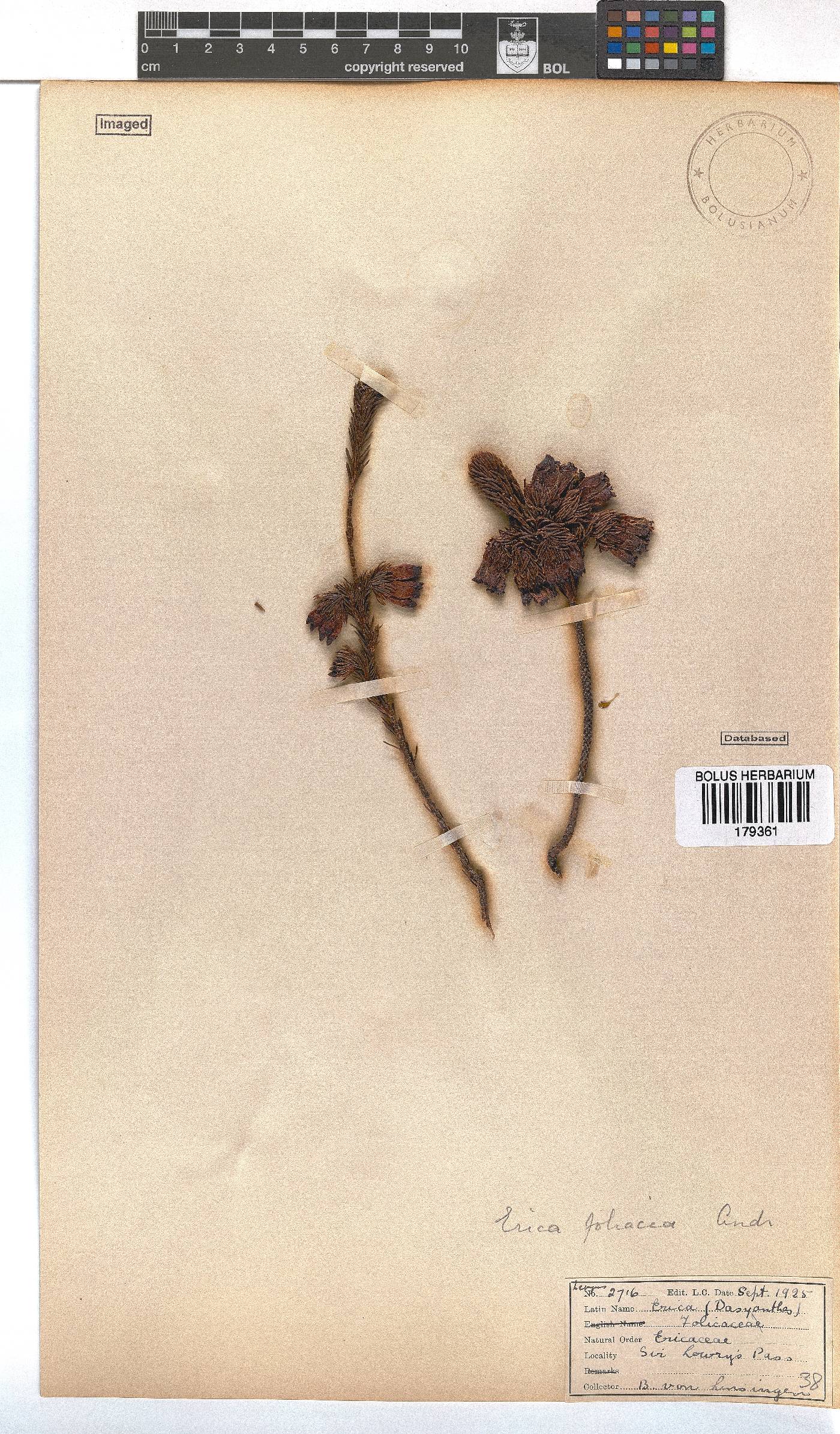 Erica foliacea image