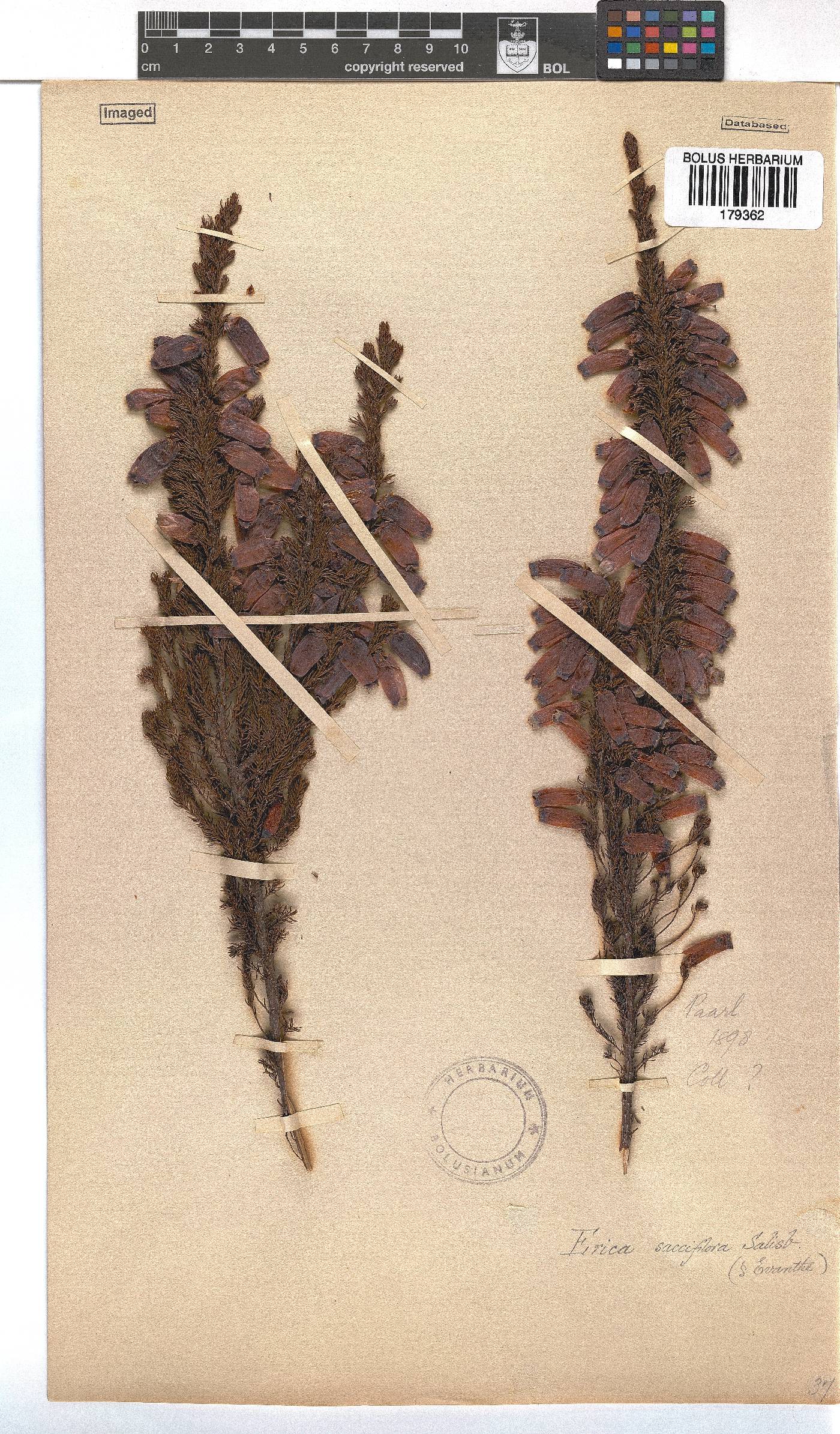 Erica sacciflora image