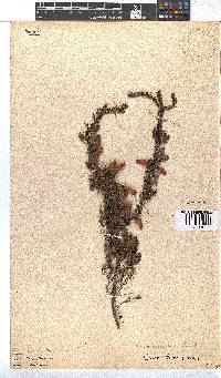 Erica sacciflora image