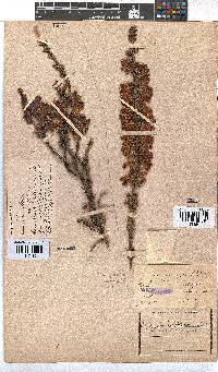 Erica foliacea image