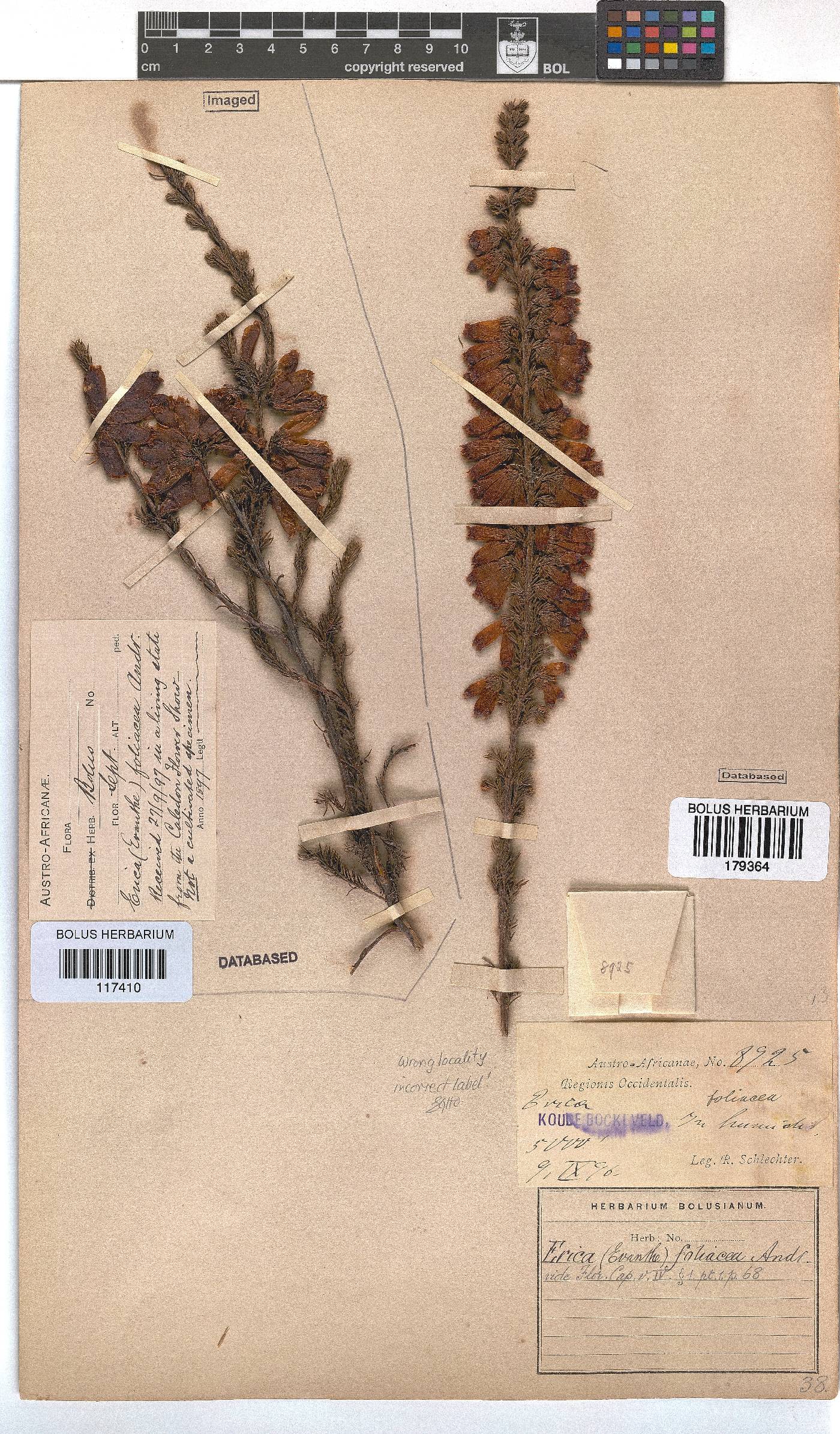 Erica foliacea image