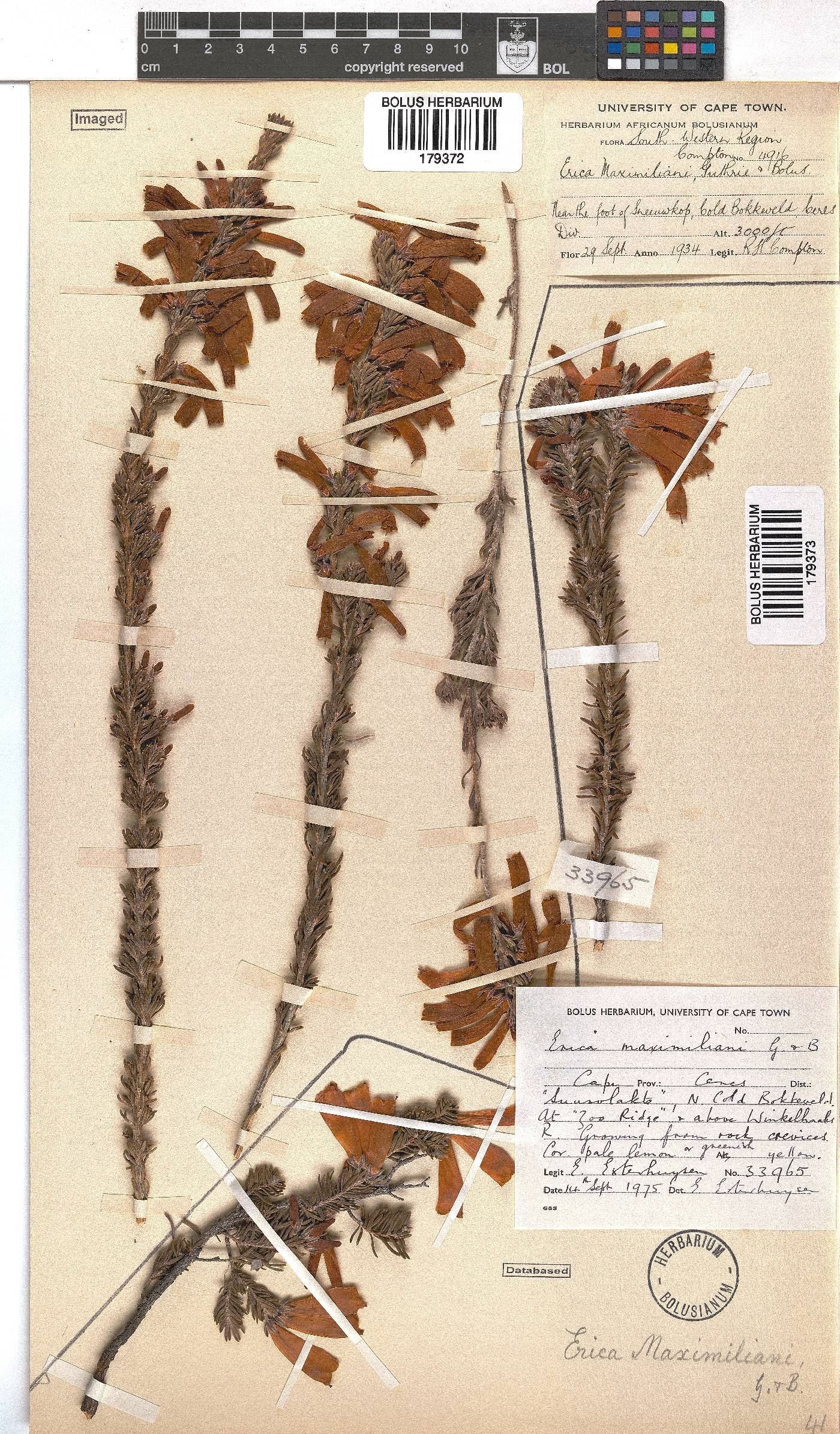Erica maximiliani image