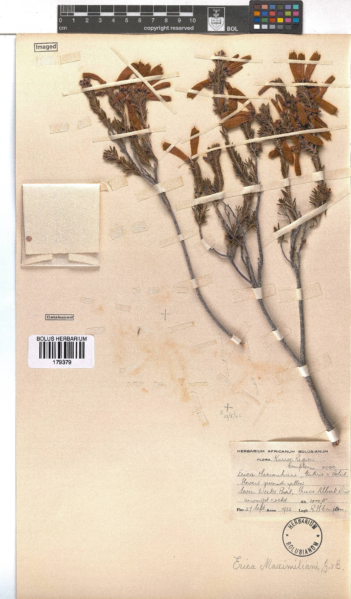 Erica maximiliani image