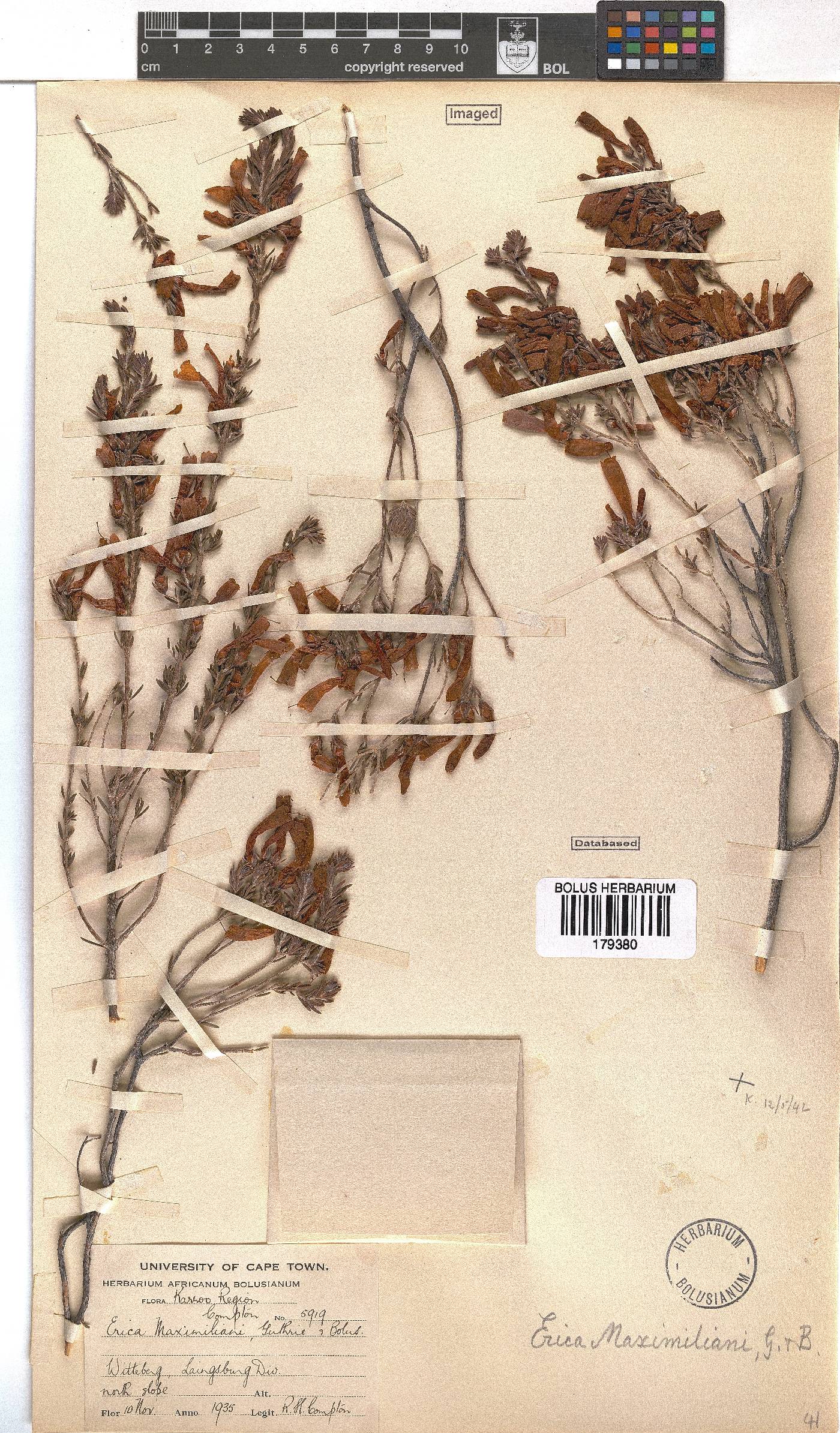 Erica maximiliani image