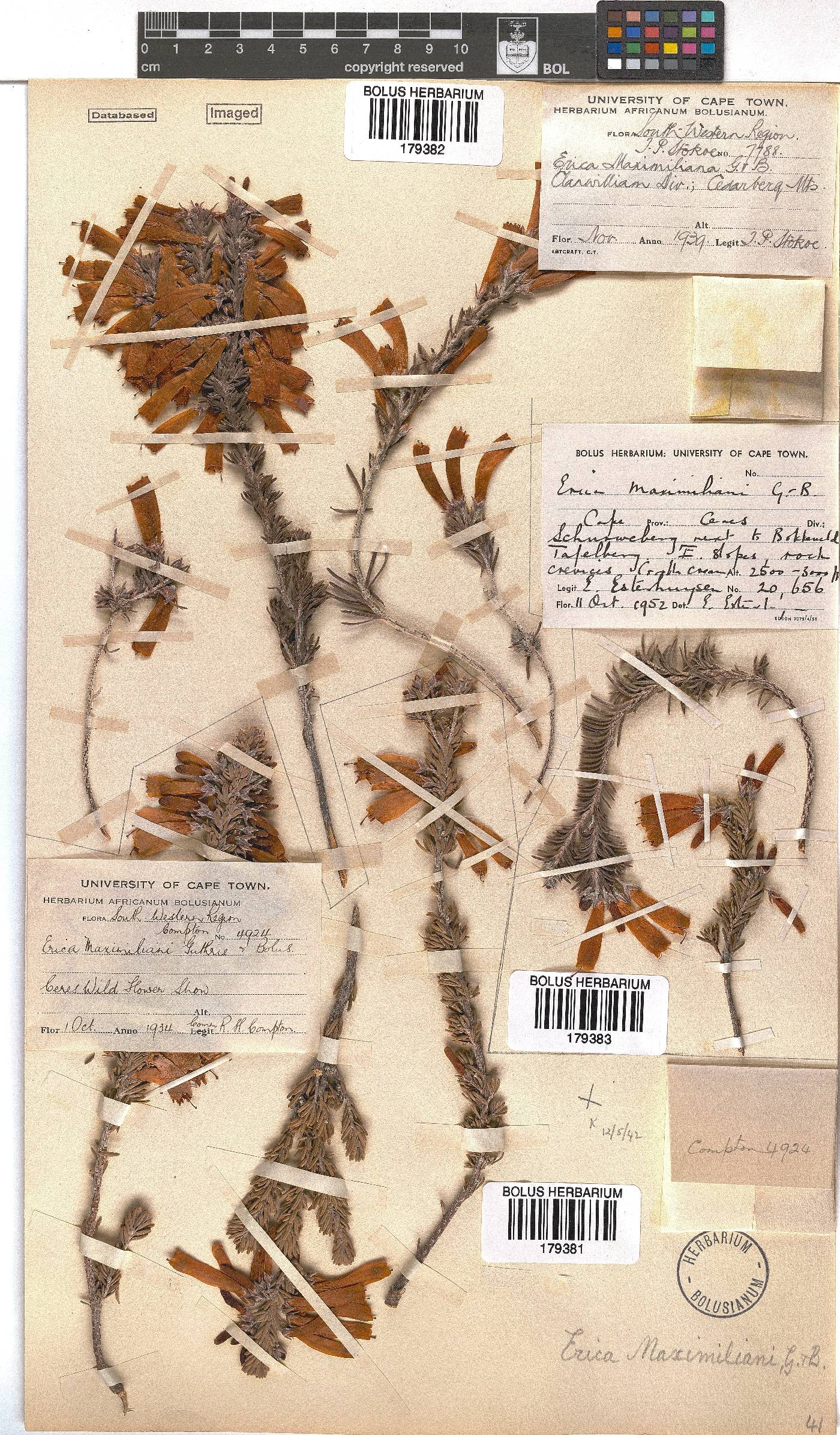 Erica maximiliani image