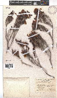 Erica × pallens image