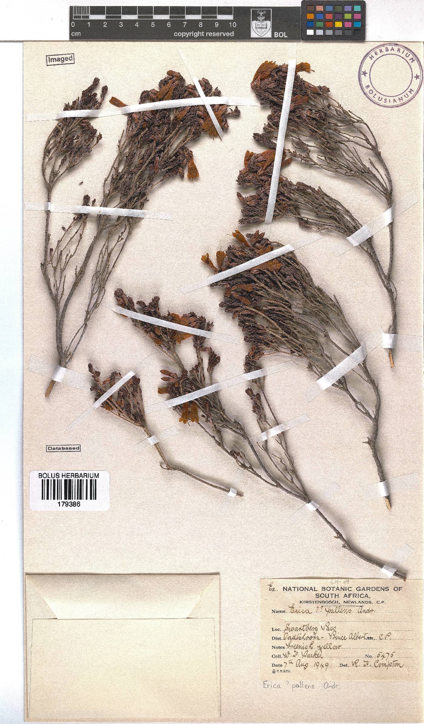 Erica × pallens image