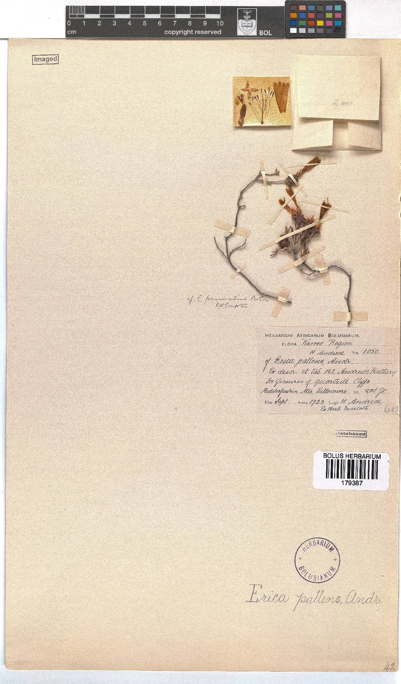 Erica × pallens image