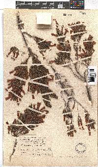 Erica curviflora image