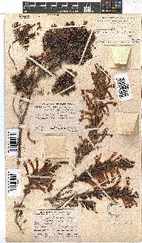 Erica curviflora image