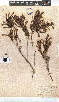 Erica curviflora image