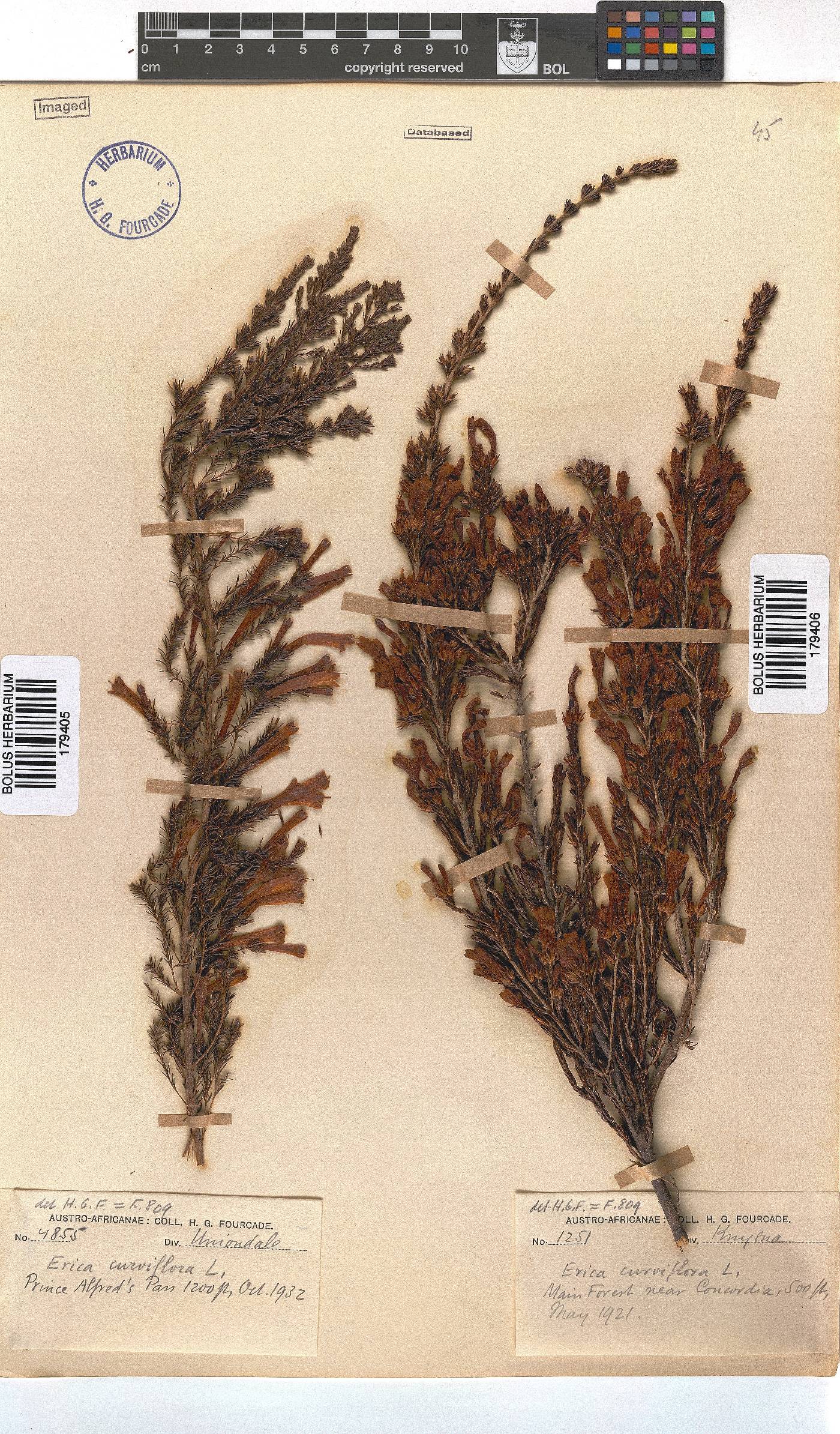 Erica curviflora image