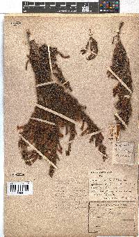 Erica curviflora image