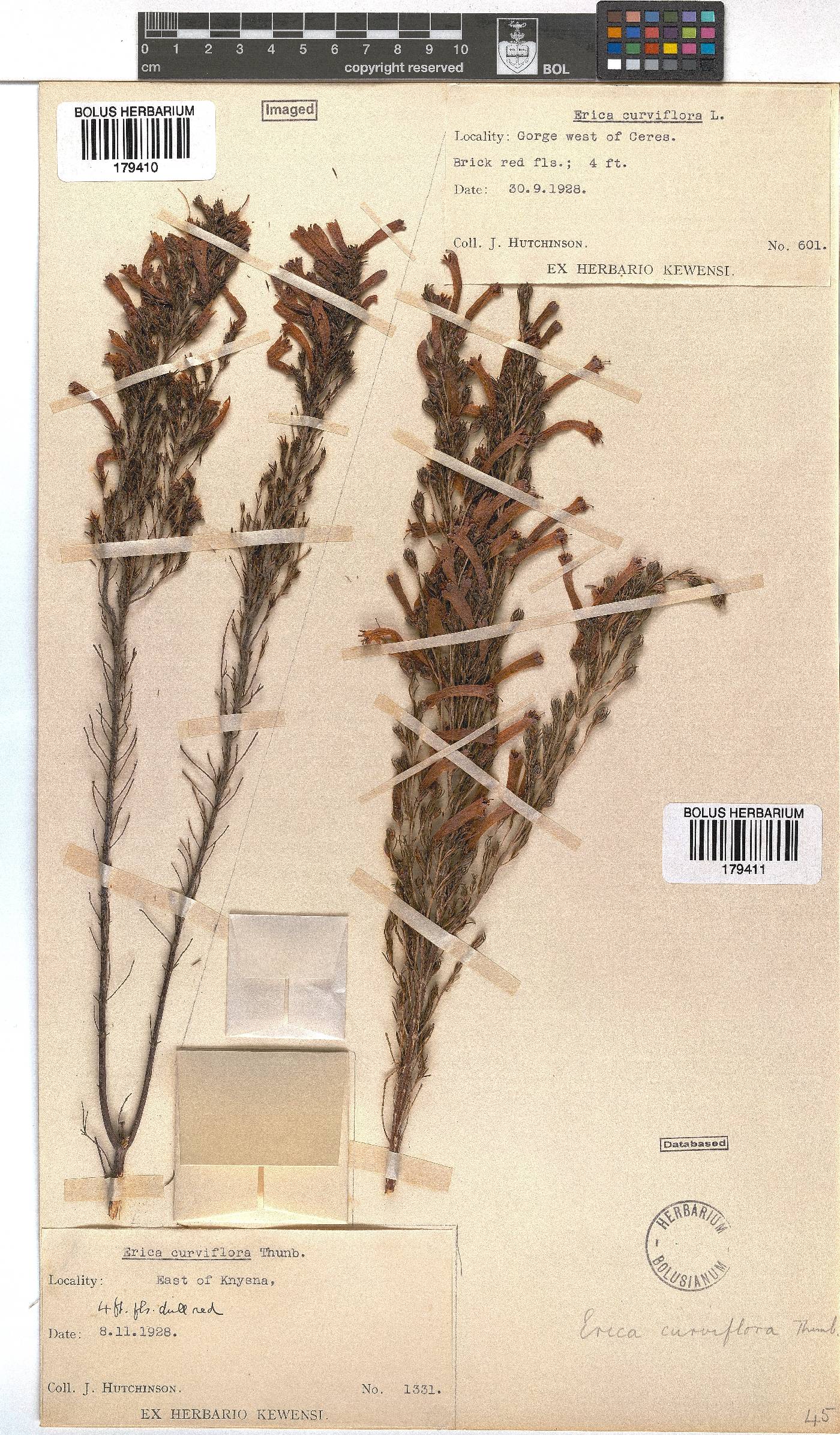 Erica curviflora image
