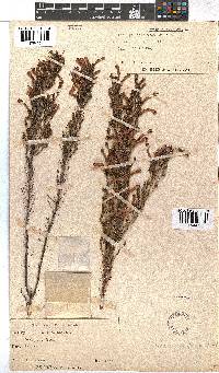 Erica curviflora image