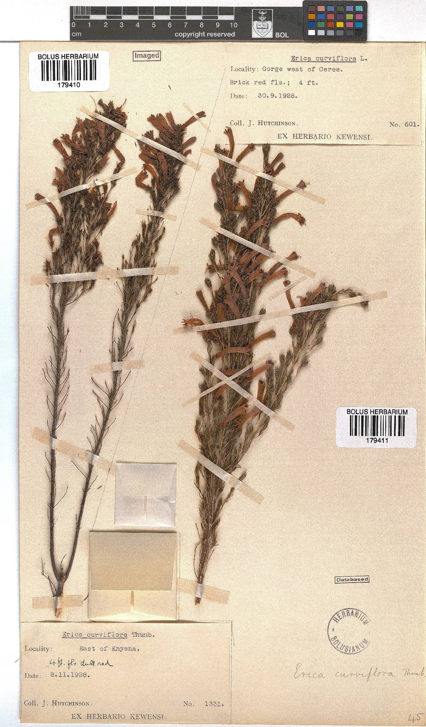 Erica curviflora image