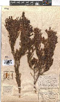 Erica curviflora image