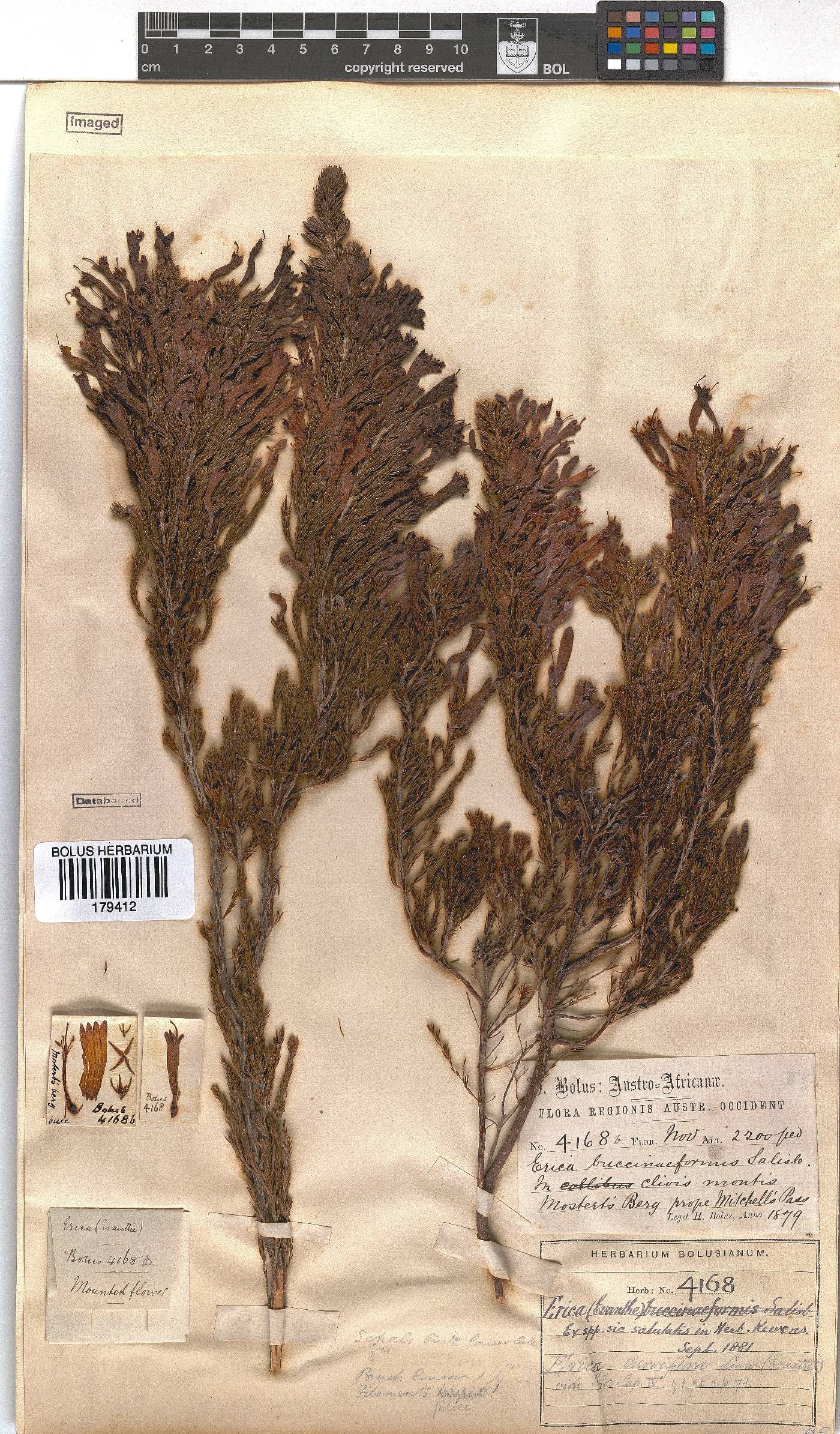 Erica curviflora image