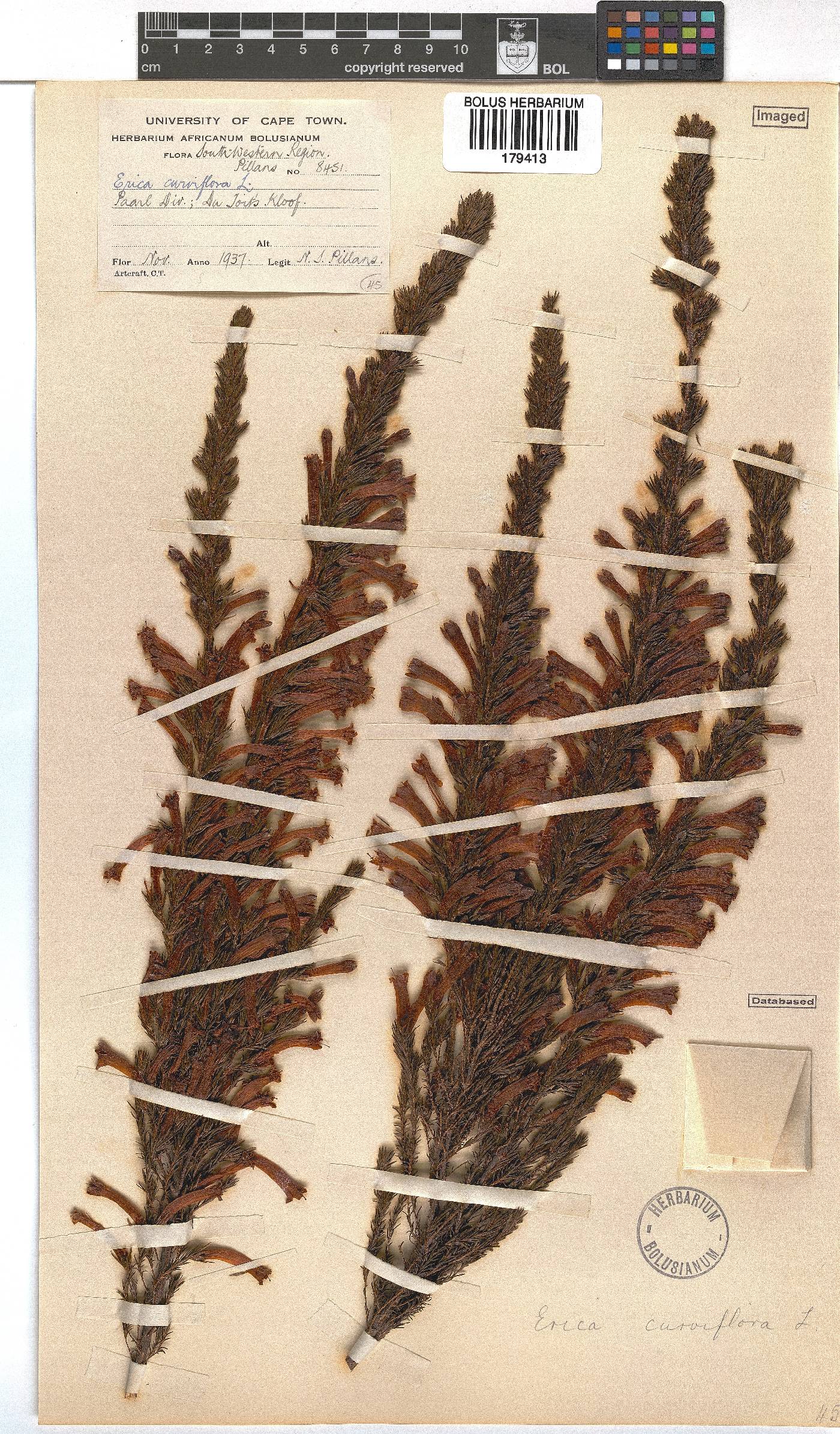 Erica curviflora image