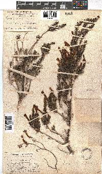 Erica curviflora image