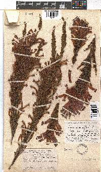 Erica curviflora image