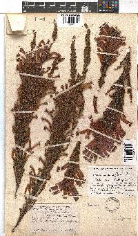 Erica curviflora image