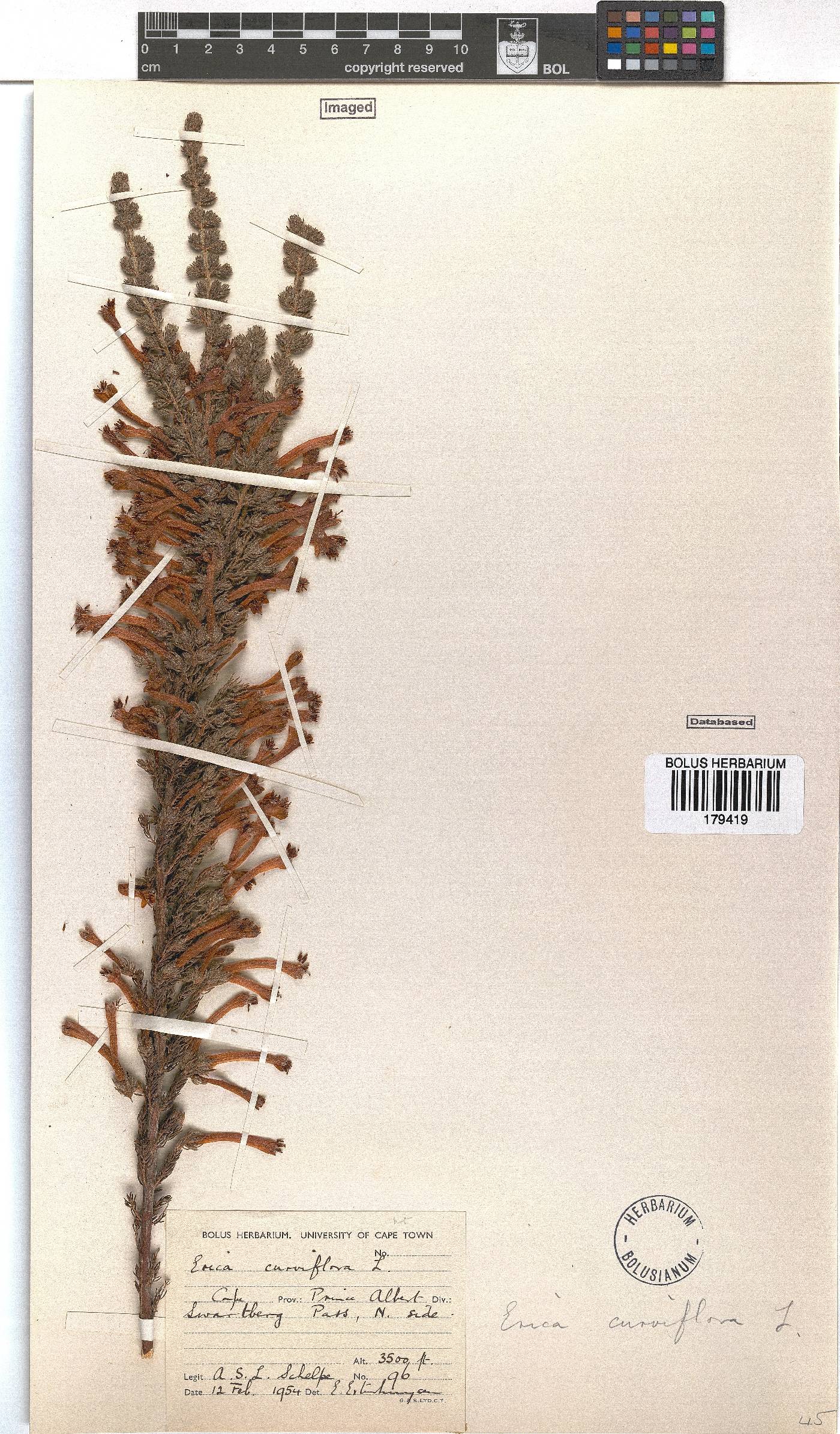 Erica curviflora image