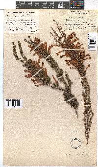 Erica curviflora image