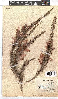 Erica curviflora image