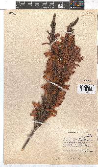 Erica curviflora image