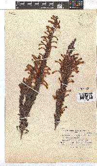 Erica curviflora image