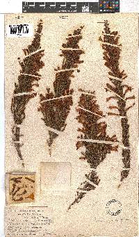 Erica curviflora image