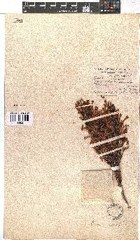 Erica curviflora image