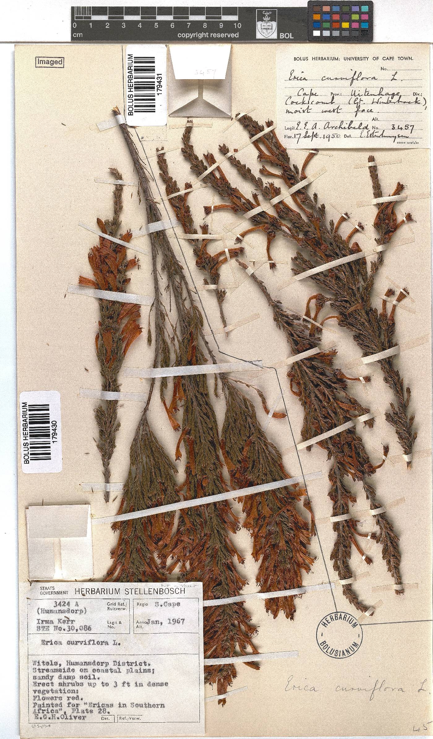 Erica curviflora image