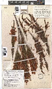 Erica curviflora image