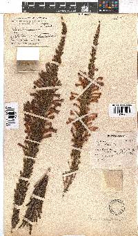 Erica curviflora image