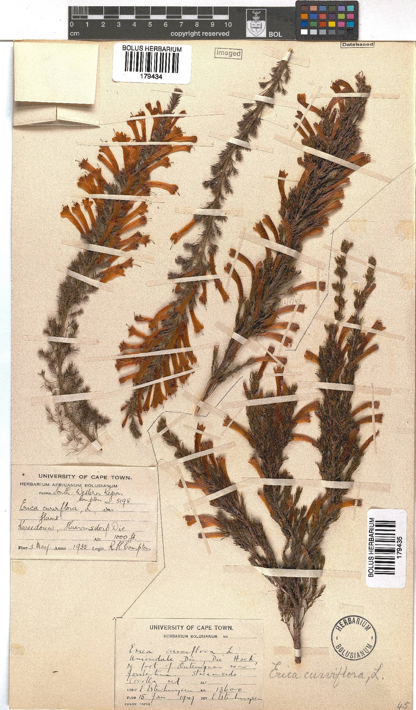 Erica curviflora image