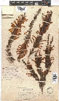 Erica curviflora image