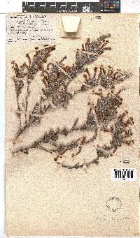 Erica curviflora image